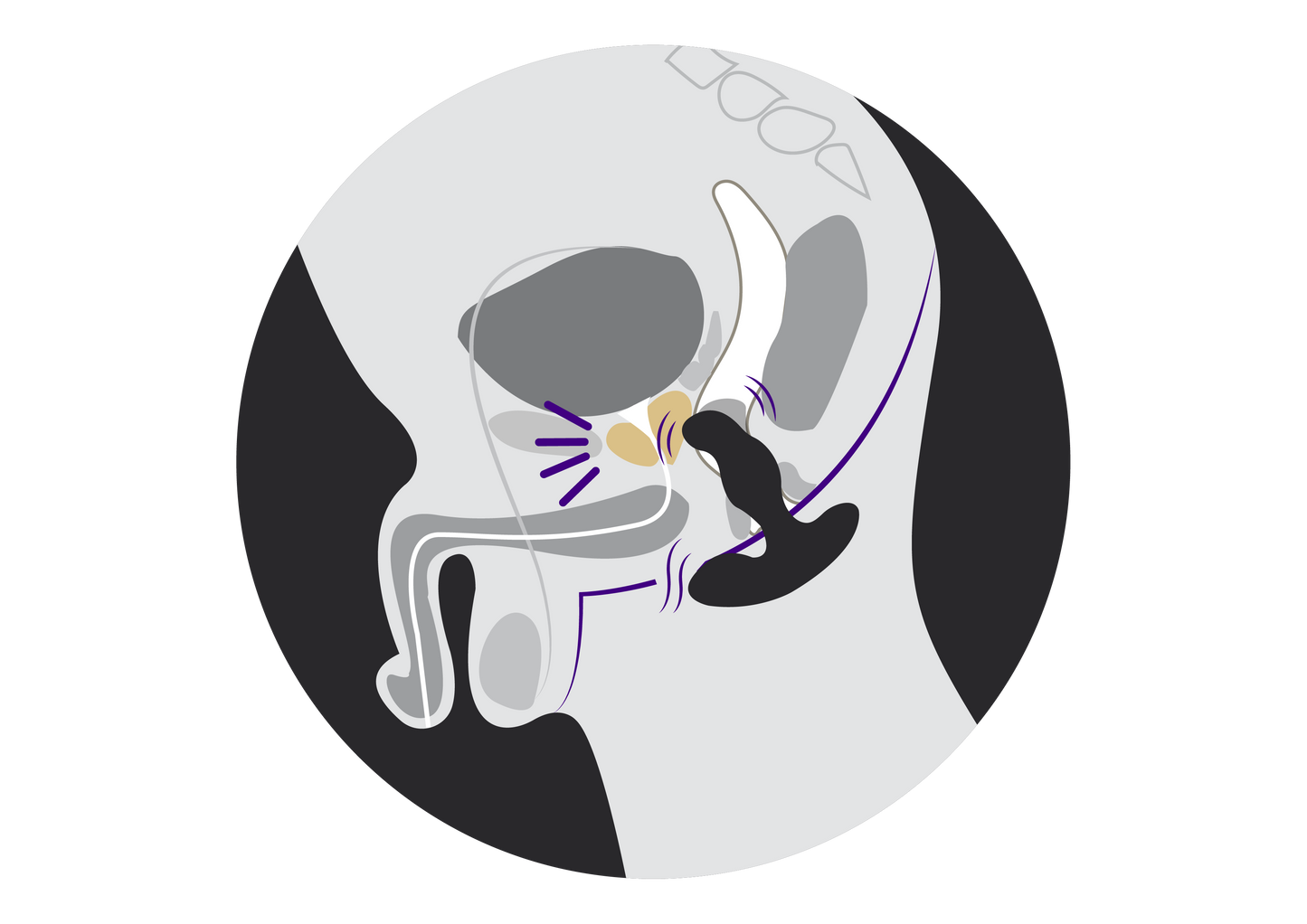 illustration of male anatomy with a prostate massager inserted into rectum for prostate stimulation